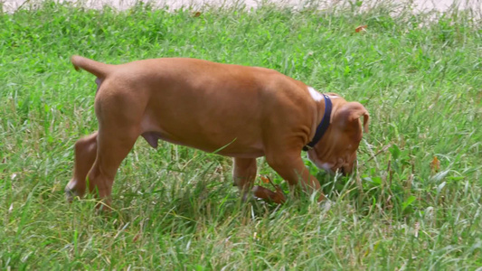 美国斯塔福德郡草地上可爱的小狗视频