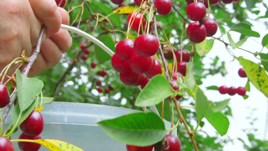 果农从果园里的樱桃树上采摘成熟的果实视频