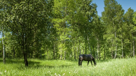 草地上的黑马[猛进]视频