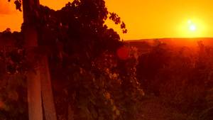 日落的光辉在照耀在葡萄园山谷14秒视频