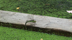河水浮木水藻蜻蜓昆虫特写19秒视频