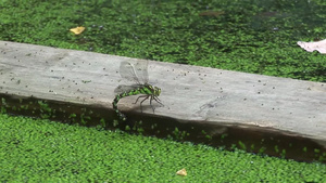 池塘木板上停留的一只蜻蜓6秒视频