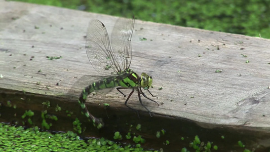 一直绿色的蜻蜓[事实上]视频