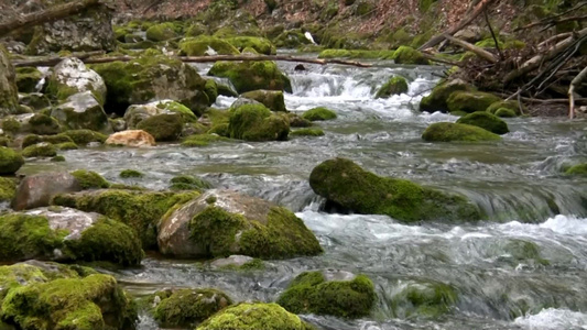 山间小河流里的石头青苔[苔鲜]视频