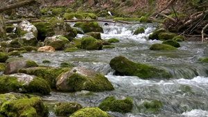 山间小河流里的石头青苔12秒视频