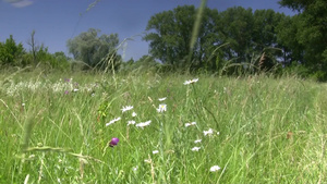 蓝天下的草地景观10秒视频