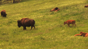 蒙大拿草原放养的牧牛20秒视频