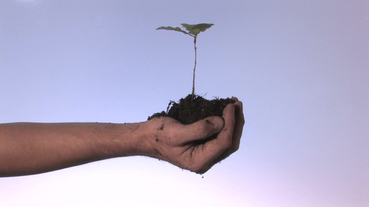 手心握的营养土上生长着一株植物视频