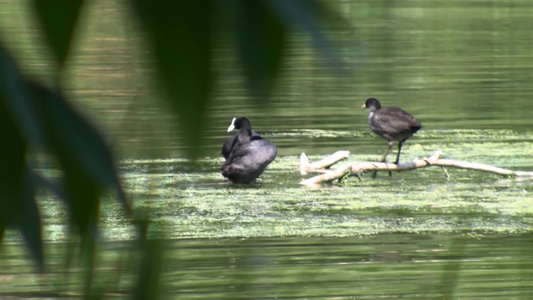 湖面上的野鸭子视频
