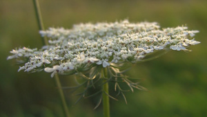 白色的野花特写11秒视频