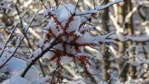 树上沾满雪花的橙色浆果27秒视频