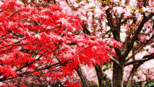 枫叶和樱花在风中绽放[粉樱]视频