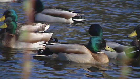 绿头鸭在水里游泳视频