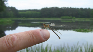 停在手指上的蜻蜓6秒视频