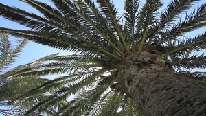 棕榈树19秒视频
