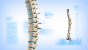 人脊柱概念在循环中20秒视频