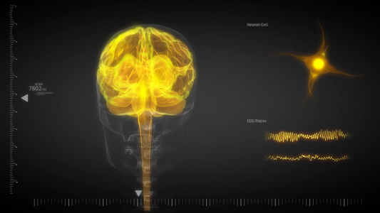 人类大脑接收神经元传递的神经信号视频