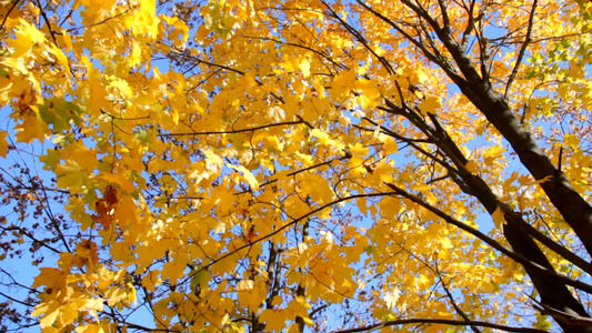 秋天的枫树[秋末]视频
