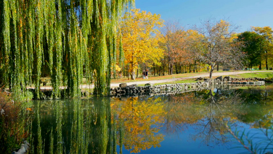 秋天公园里树木倒映在湖泊里视频