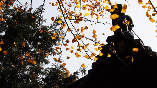 秋季的银杏树与中国传统风格建筑视频
