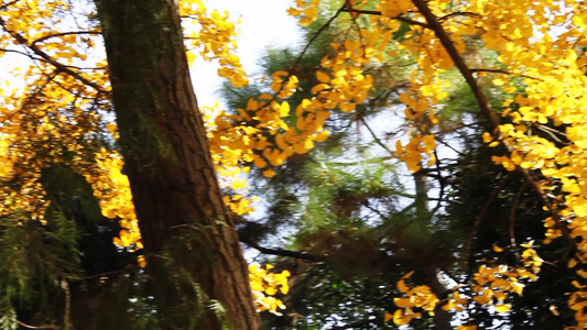 金色银杏树叶在秋天的风中慢跑视频