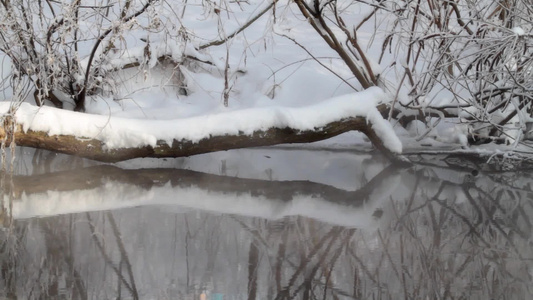 冬天森林里的小溪流视频