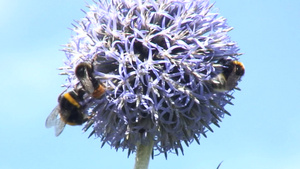 蜜蜂群聚集在花朵上勤劳采蜜20秒视频