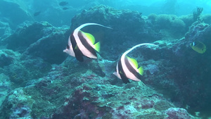 海底里两只游动的条纹鱼17秒视频