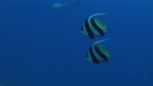 在海洋里遨游的热带鱼视频