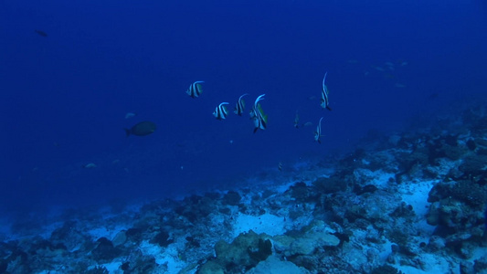 蓝色海洋中游动的鱼群视频