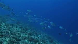 在深蓝的海洋中游动的鱼儿19秒视频