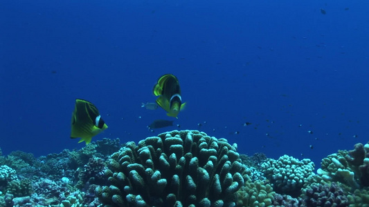 深海浣熊蝴蝶鱼视频