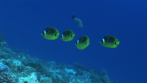 海底缓慢游动的四条小鱼7秒视频