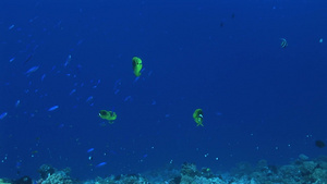 深海夜间活动的蝴蝶鱼13秒视频