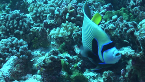 热带海洋的热带鱼类7秒视频