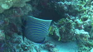 海底珊瑚礁游弋觅食的鱼类13秒视频