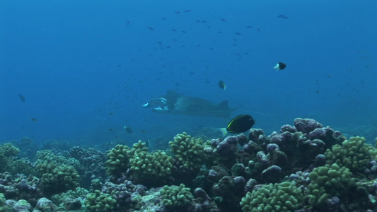 斐济曼塔雷岛深海探险视频