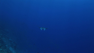 海底移动的鱼类18秒视频