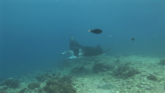 深海游动的大型生物视频