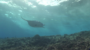 海底大型游动生物曼塔雷13秒视频