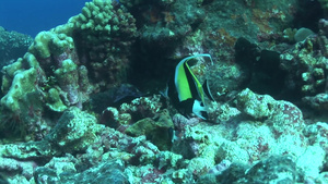 深海底珊瑚礁间游动栖息的鱼群15秒视频