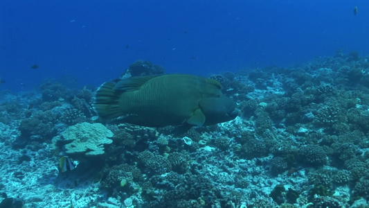 海底游动的一条巨鱼视频