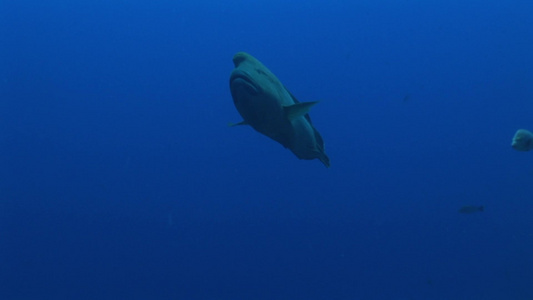 深海随意游着的鱼视频