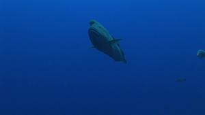 深海随意游着的鱼19秒视频