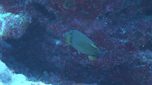 深海暗礁里游动的小鱼8秒视频