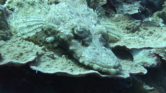 深海下的鳄鱼视频