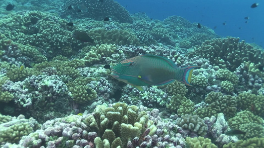 海底珊瑚礁随洋流游动的鹦鹉鱼视频