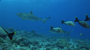 海底银尖鲨18秒视频