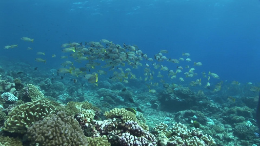深海珊瑚礁和鱼群视频