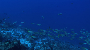 蓝色深海游行的鱼群25秒视频